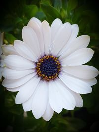 Close-up of white flower blooming outdoors