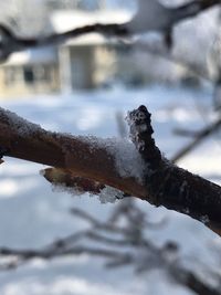 Close-up of snow on branch during winter