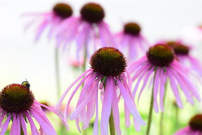 Close-up of eastern purple coneflower blooming outdoors