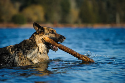 Close-up of dog carrying stick in lake