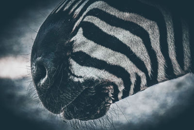 Close-up of a horse