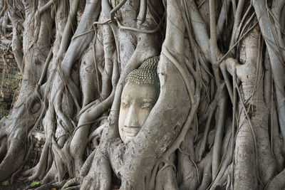 Buddha carved on banyan tree