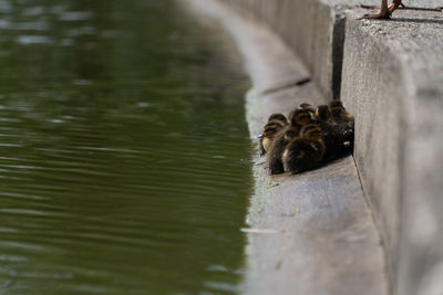 Mallard duckling duckling huddled together group shot low level water view