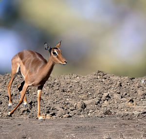 Impala - aepyceros melampus. standing on rock