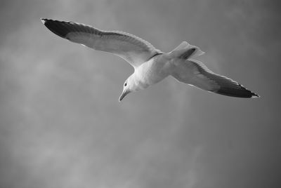 Low angle view of seagull flying against sky