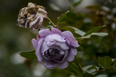 Close-up of wet purple rose blooming in park
