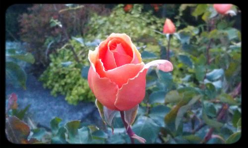 Close-up of red rose