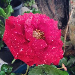 Close-up of pink rose