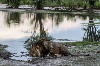 Scenic view of lake by trees