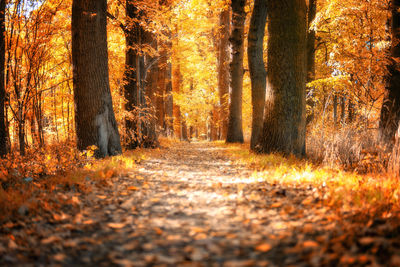 Dirt road amidst trees in forest during autumn