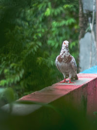 Close-up of bird perching on a tree