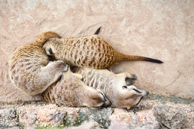 Tiger resting on rock