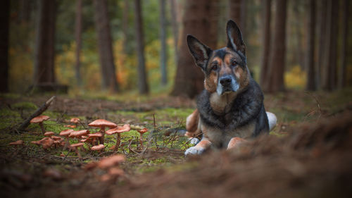 Dog sitting on a field