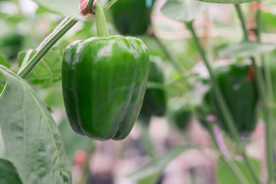 Close-up of bell pepper growing in vegetable garden