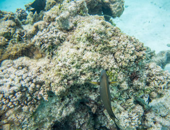 Close-up of fish swimming in sea