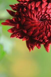 Close-up of red flowers