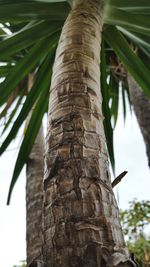 Close-up of tree trunk