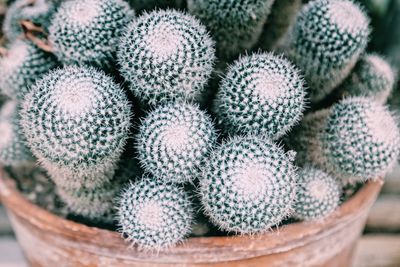 High angle view of cactus plant