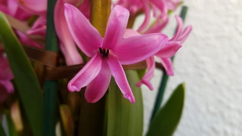 Close-up of pink flower blooming outdoors