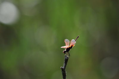 Close-up of insect on plant