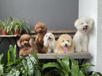 Cute dogs in the garden