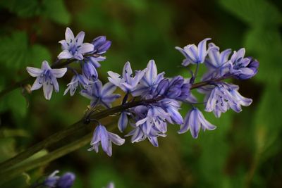 Close-up of purple flowering plant