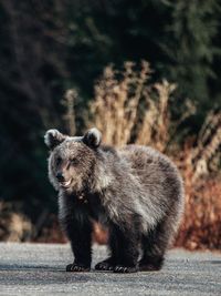 Bear walking on road