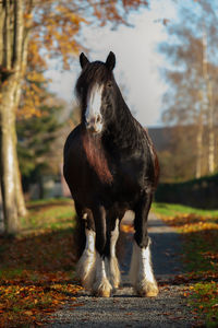 Horse standing in a field