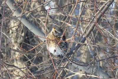 Close-up of bird perching on branch