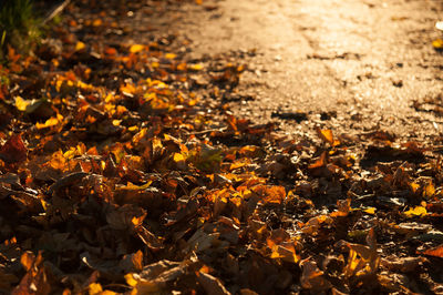 High angle view of dry leaves on field