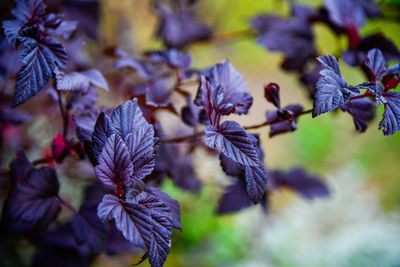 Close-up of purple flowering plant leaves