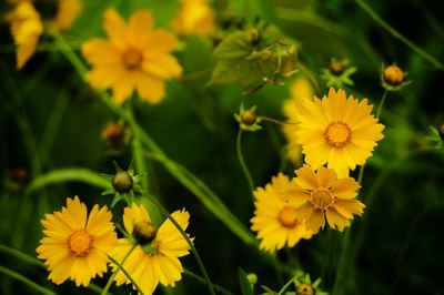 Close-up of yellow flower