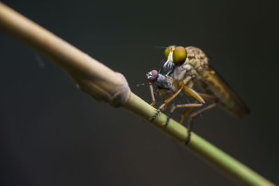 Close-up of insect on twig