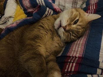 Cat lying on bed at home