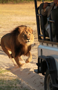 Close-up of lion