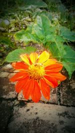 High angle view of flower floating on water