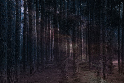 Pine trees in forest at night