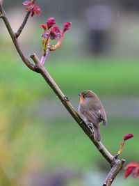 Close-up of bird perching on a branch