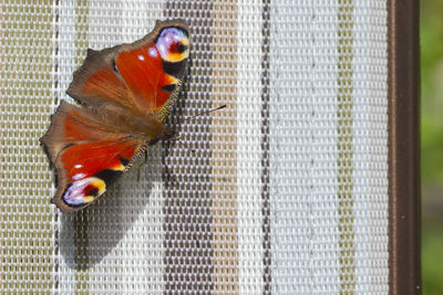 High angle view of orange fish