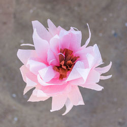 Close-up of pink flowers