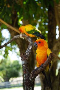 Close-up of parrot perching on tree