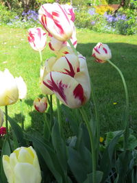 Close-up of tulips blooming outdoors