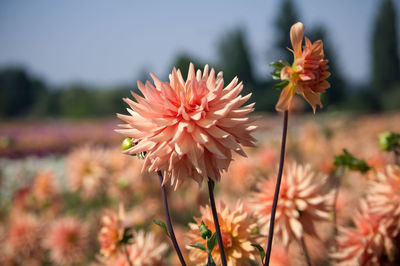 Close-up of flowers blooming outdoors