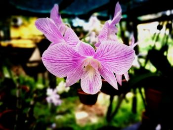 Close-up of pink flower