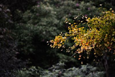 Close-up of flowers on tree