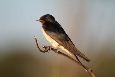 Close-up of bird perching outdoors