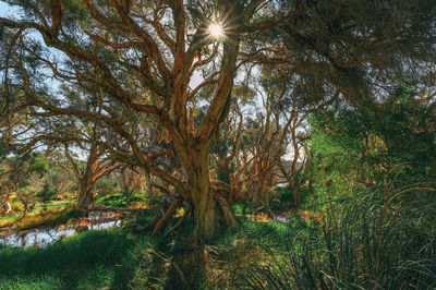 Trees in forest