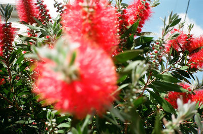 Close-up of red flowering plants