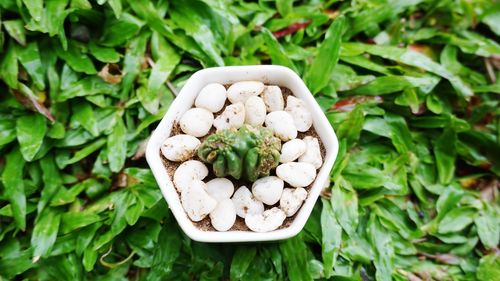 High angle view of mushrooms on plants