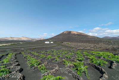 A landscape image overlooking the fertile volcanic island vineyards of lanzarote.